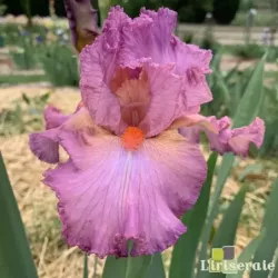 Les périodes de floraison des iris - L'iriseraie KUTTOLSHEIM ALSACE FRANCE